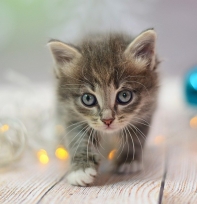 Котики не пропадут: зоозащитники будут принимать животных от инвалидов, попавших в больницу